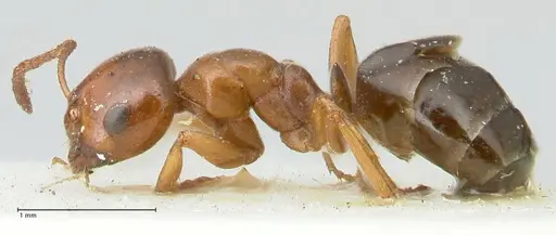 Melophorus biroi specimen FOCOL2211 image focol2211_3