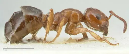 Melophorus biroi specimen FOCOL2211 image focol2211_4