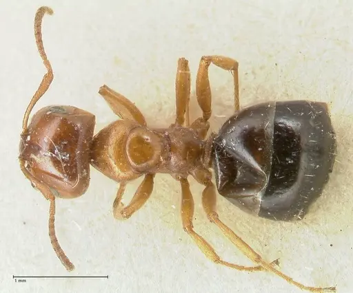 Melophorus biroi specimen FOCOL2212 image focol2212_1