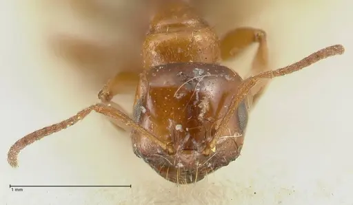 Melophorus biroi specimen FOCOL2212 image focol2212_2