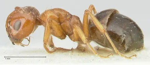 Melophorus biroi specimen FOCOL2212 image focol2212_3
