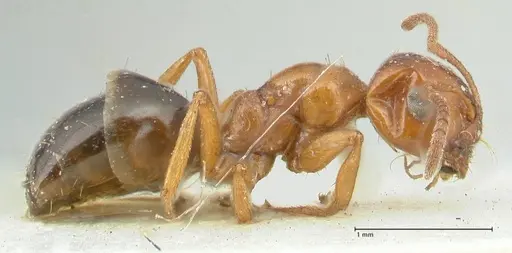 Melophorus biroi specimen FOCOL2212 image focol2212_4