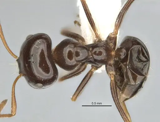 Melophorus brevignathus specimen ANIC32-900055-1 image anic32-900055-1_1