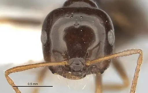 Melophorus brevignathus specimen ANIC32-900055-1 image anic32-900055-1_2