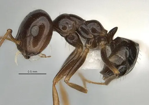 Melophorus brevignathus specimen ANIC32-900055-1 image anic32-900055-1_3