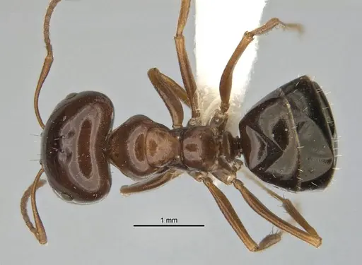 Melophorus brevignathus specimen ANIC32-900055-2 image anic32-900055-2_1