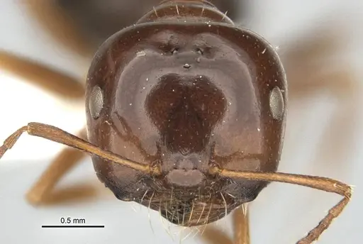 Melophorus brevignathus specimen ANIC32-900055-2 image anic32-900055-2_2