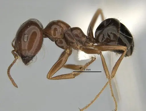 Melophorus brevignathus specimen ANIC32-900055-2 image anic32-900055-2_3