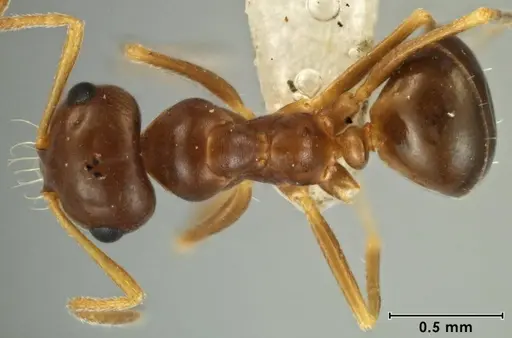 Melophorus brevipalpus specimen ANIC32-066590-1 image anic32-066590-1_1