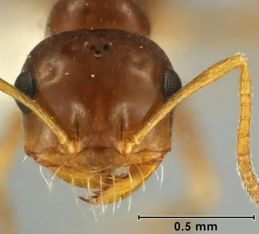 Melophorus brevipalpus specimen ANIC32-066590-1 image anic32-066590-1_2