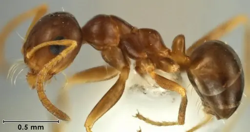 Melophorus brevipalpus specimen ANIC32-066590-1 image anic32-066590-1_3