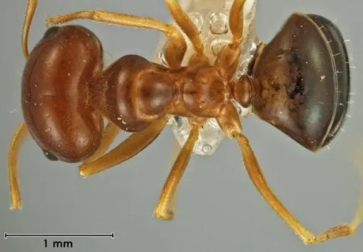 Melophorus brevipalpus specimen ANIC32-066590-2 image anic32-066590-2_1