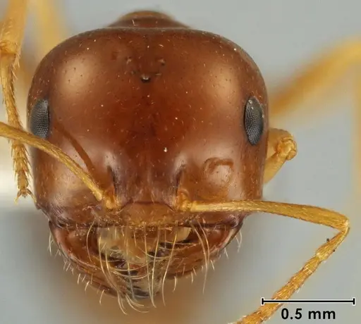 Melophorus brevipalpus specimen ANIC32-066590-2 image anic32-066590-2_2