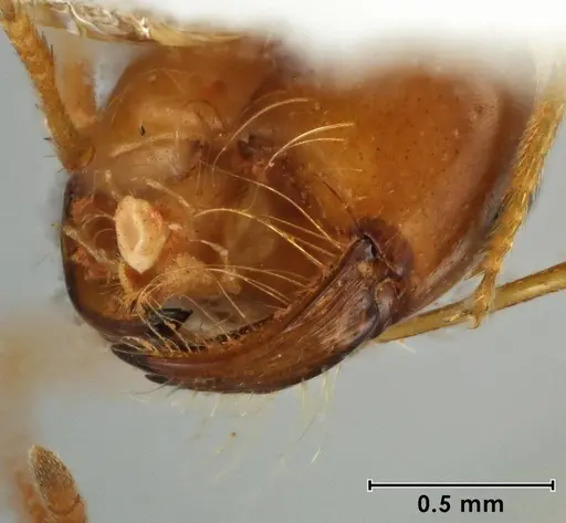 Melophorus brevipalpus specimen ANIC32-066590-2 image anic32-066590-2_3