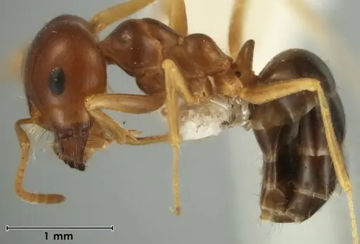 Melophorus brevipalpus specimen ANIC32-066590-2 image anic32-066590-2_4