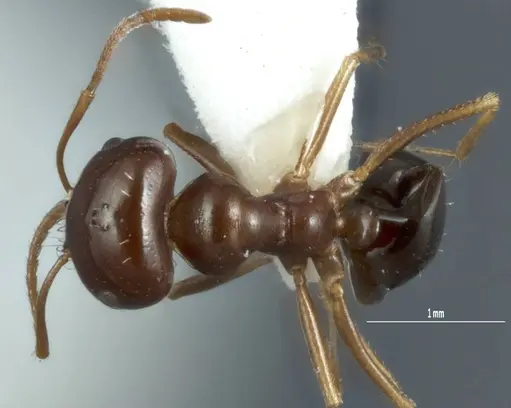 Melophorus brevipalpus specimen ANTWEB1008995 image antweb1008995_1