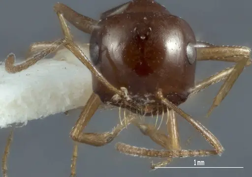 Melophorus brevipalpus specimen ANTWEB1008995 image antweb1008995_2