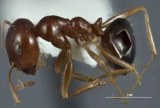 Melophorus brevipalpus specimen ANTWEB1008995 image antweb1008995_3