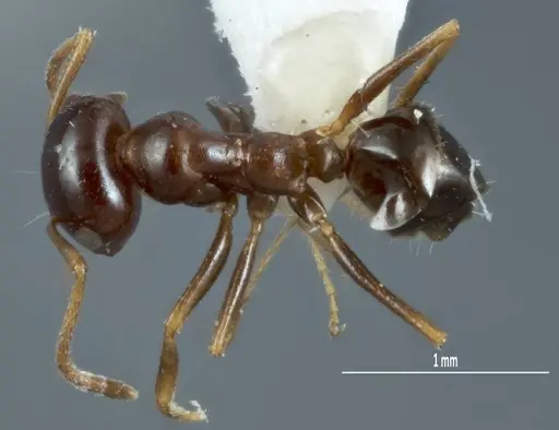 Melophorus brevipalpus specimen ANTWEB1008996 image antweb1008996_1