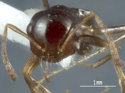 Melophorus brevipalpus specimen ANTWEB1008996 image antweb1008996_2