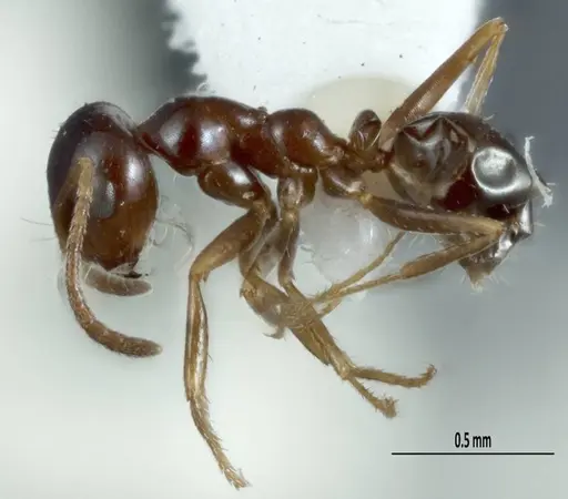 Melophorus brevipalpus specimen ANTWEB1008996 image antweb1008996_3