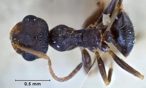 Melophorus bruneus specimen ANIC32-053433 image anic32-053433_1
