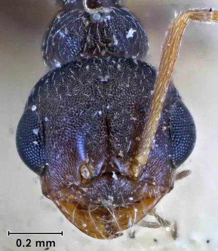 Melophorus bruneus specimen ANIC32-053433 image anic32-053433_2