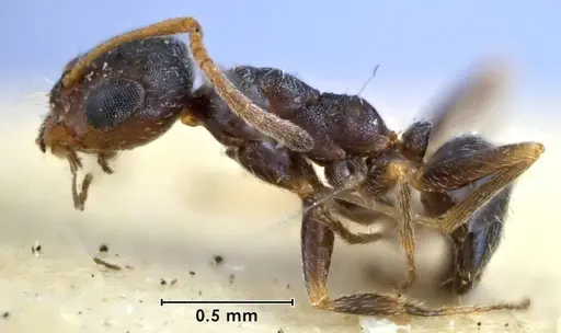 Melophorus bruneus specimen ANIC32-053433 image anic32-053433_3