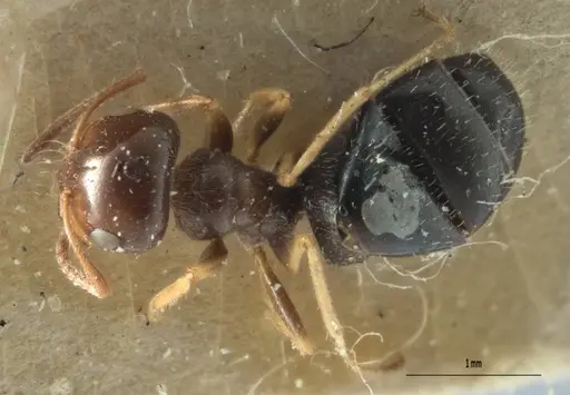 Melophorus bruneus specimen ANIC32-053441-1 image anic32-053441-1_1