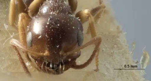 Melophorus bruneus specimen ANIC32-053441-1 image anic32-053441-1_2