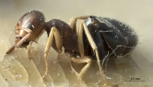 Melophorus bruneus specimen ANIC32-053441-1 image anic32-053441-1_3