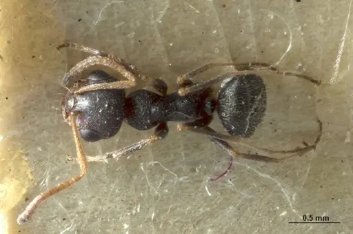 Melophorus bruneus specimen ANIC32-053441-2 image anic32-053441-2_1