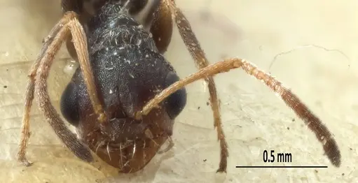 Melophorus bruneus specimen ANIC32-053441-2 image anic32-053441-2_2
