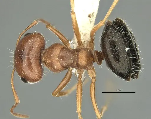 Melophorus bruneus specimen ANIC32-900218 image anic32-900218_1