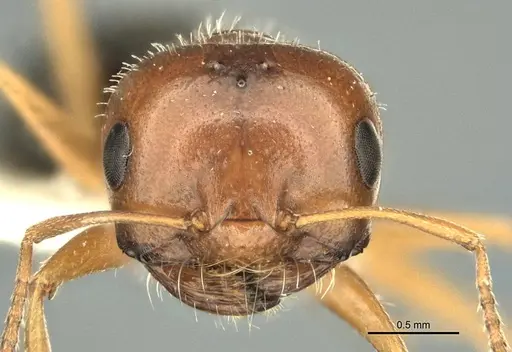 Melophorus bruneus specimen ANIC32-900218 image anic32-900218_2