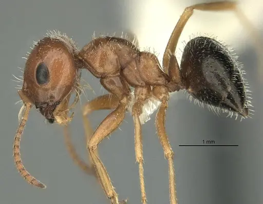 Melophorus bruneus specimen ANIC32-900218 image anic32-900218_3