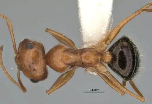Melophorus caeruleoviolaceus specimen ANIC32-900183 image anic32-900183_1