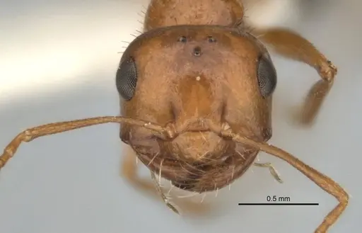 Melophorus caeruleoviolaceus specimen ANIC32-900183 image anic32-900183_2