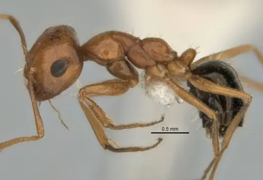 Melophorus caeruleoviolaceus specimen ANIC32-900183 image anic32-900183_3