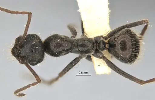 Melophorus canus specimen ANIC32-900003-1 image anic32-900003-1_1