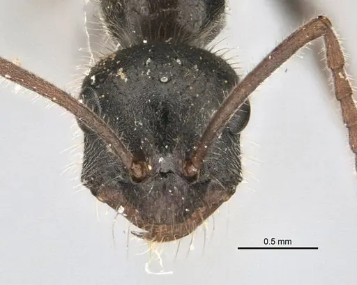 Melophorus canus specimen ANIC32-900003-1 image anic32-900003-1_2