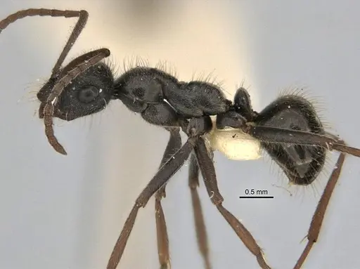Melophorus canus specimen ANIC32-900003-1 image anic32-900003-1_3