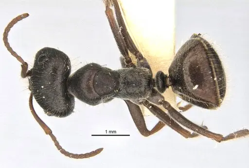Melophorus canus specimen ANIC32-900003-2 image anic32-900003-2_1
