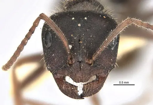 Melophorus canus specimen ANIC32-900003-2 image anic32-900003-2_2
