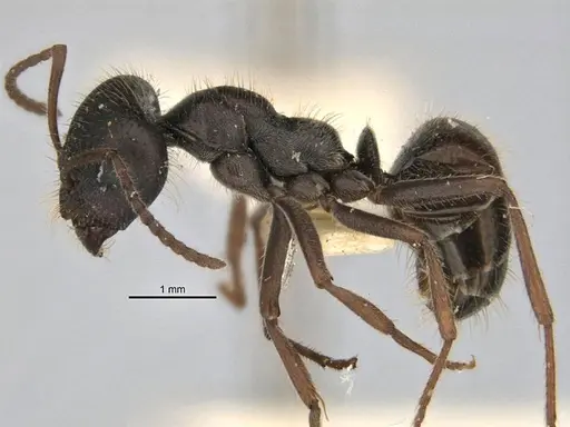 Melophorus canus specimen ANIC32-900003-2 image anic32-900003-2_3