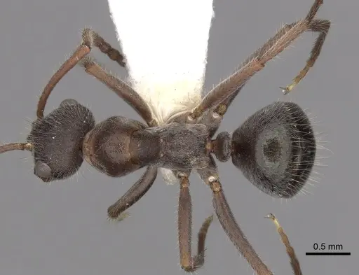 Melophorus canus specimen CASENT0280496 image casent0280496_1