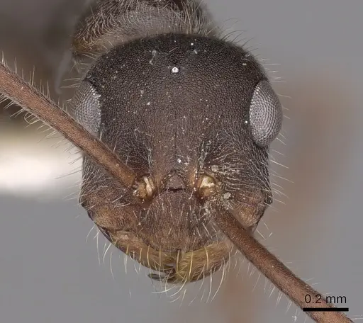 Melophorus canus specimen CASENT0280496 image casent0280496_2