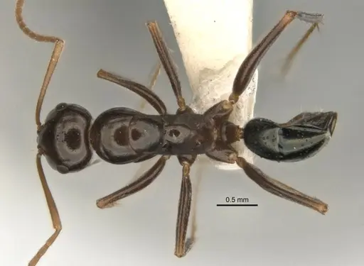 Melophorus castaneus specimen ANIC32-900180-1 image anic32-900180-1_1