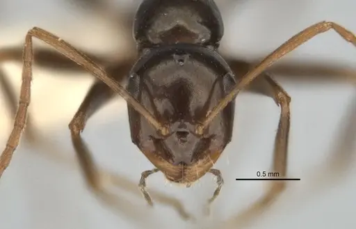 Melophorus castaneus specimen ANIC32-900180-1 image anic32-900180-1_2