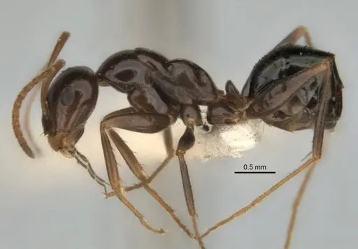 Melophorus castaneus specimen ANIC32-900180-1 image anic32-900180-1_3